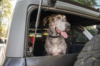 DV8 Offroad 2021-2024 Ford Bronco Dog Barrier