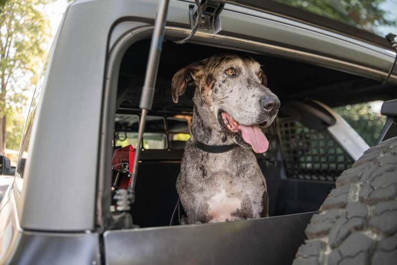 DV8 Offroad 2021-2024 Ford Bronco Dog Barrier