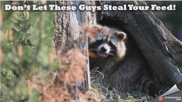 Coonless Deer Feeder